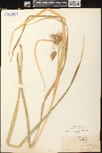 Carex comosa image