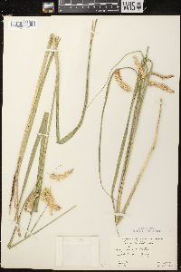 Carex comosa image