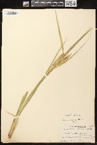 Carex comosa image