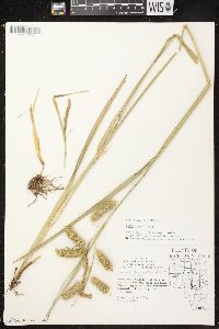 Carex comosa image