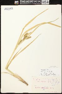 Carex comosa image