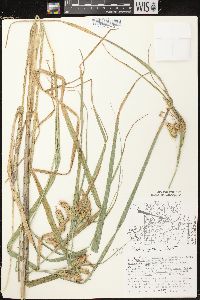 Carex comosa image