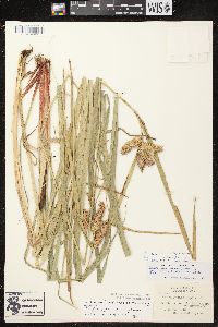 Carex comosa image