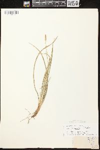 Carex conoidea image