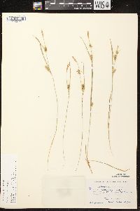 Carex conoidea image