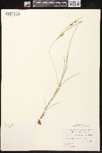 Carex conoidea image