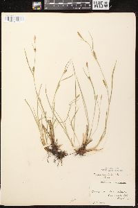 Carex conoidea image