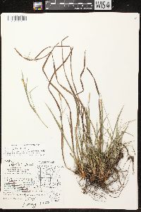 Carex conoidea image