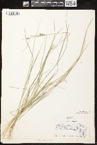 Carex conoidea image
