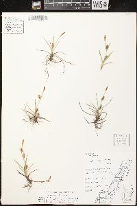 Carex crawei image