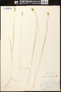 Carex crawfordii image