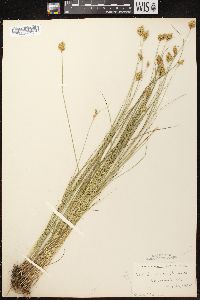 Carex crawfordii image