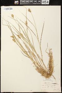 Carex crawfordii image