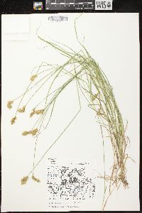 Carex crawfordii image