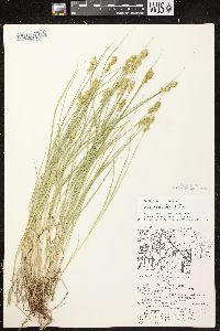 Carex crawfordii image