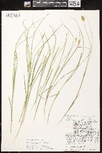 Carex crawfordii image