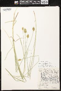 Carex crawfordii image