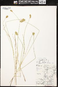 Carex crawfordii image