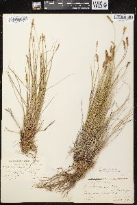 Carex crawfordii image