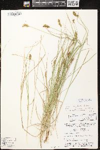 Carex crawfordii image