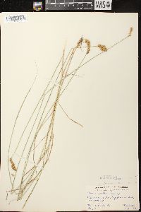 Carex crawfordii image