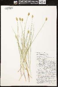 Carex crawfordii image