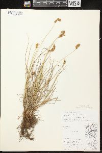 Carex crawfordii image