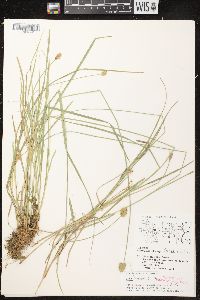 Carex crawfordii image