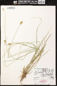 Carex crawfordii image