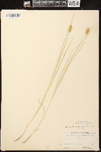 Carex crawfordii image