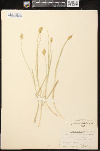 Carex crawfordii image