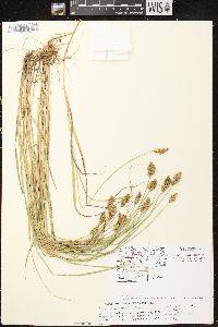 Carex crawfordii image