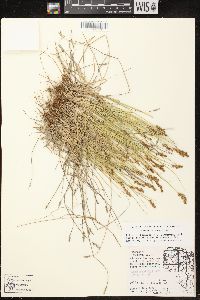 Carex crawfordii image