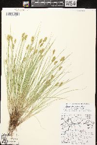 Carex crawfordii image