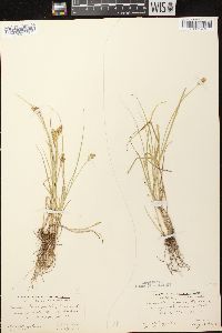 Carex crawfordii image