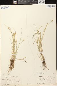 Carex crawfordii image