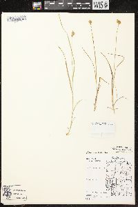 Carex crawfordii image