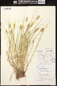 Carex crawfordii image