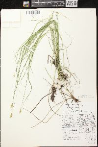 Carex crawfordii image