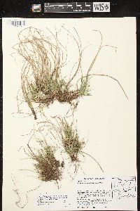 Carex umbellata image