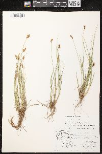 Carex crawfordii image