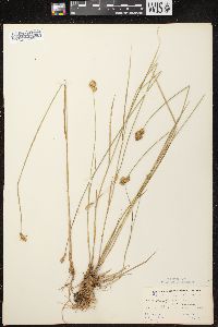 Carex crawfordii image