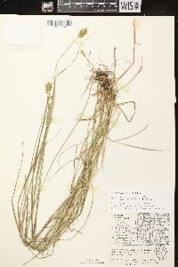 Carex crawfordii image