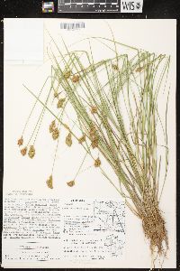 Carex crawfordii image