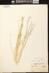 Carex crawfordii image