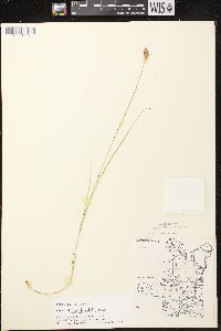 Carex crawfordii image