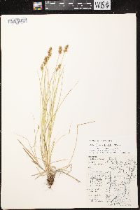 Carex crawfordii image