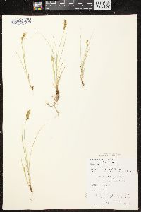 Carex crawfordii image