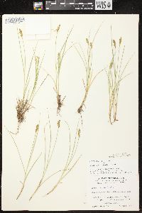 Carex crawfordii image