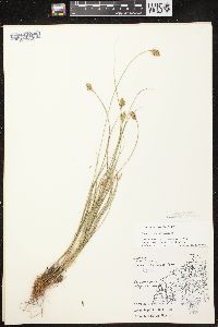 Carex crawfordii image